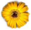 flower.gif - 6.8 K